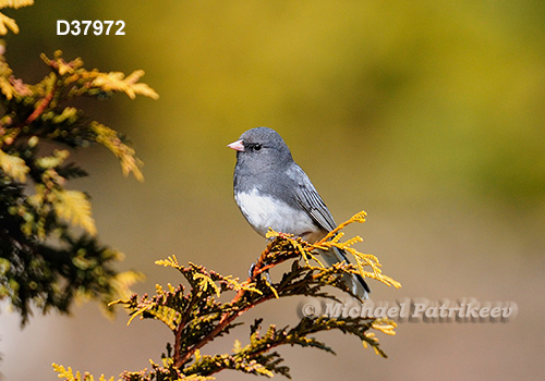 Dark-eyed Junco (Junco hyemalis)